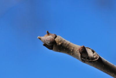 Cedrela sinensis - česnekovník čínský - zimní pupen